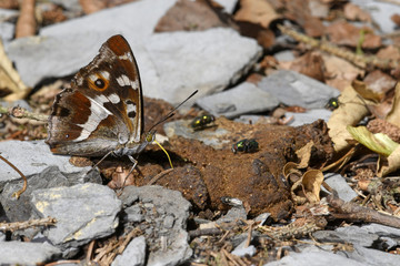 Großer Schillerfalter (Apatura iris) nimmt Mineralien an Hundekot auf