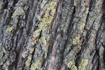 tree trunk with moss pattern texture background