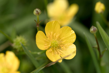 Closeup yellow buttercup flowers in the grass. Ranunculus