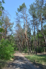Pine forest, landscape with blue sky and sand