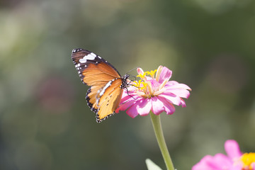 Closeup Butterfly and Flowers.