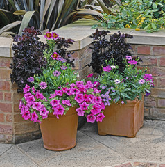 Patio Containers with Mixed colourful Planting