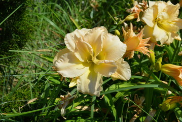 Beautiful street flowers lily in the sunlight