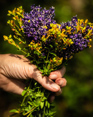 Beautiful Bouquet of Flowers in a Woman's Hand