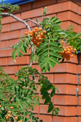 Young elderberry fruits on the background of a red fence