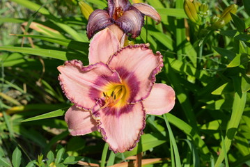 Beautiful street flowers lily in the sunlight