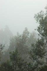 Eucalyptus trees covered in a morning mist. The green of their leaves is just beginning to emerge from the mist.
