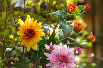 Yellow and pink chrysanthemum flowers at morning in my garden