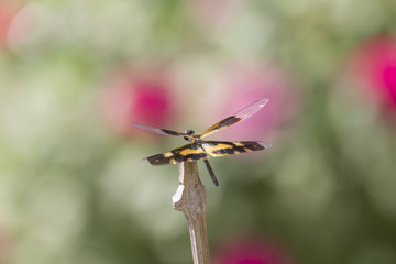 Closeup Dragonfly on Abstract Blurred Nature Background.