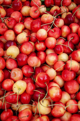Ripe Rainier Cherries