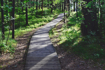 Wooden pathway through pine forest in sunny summer day. Summer nature travel and journey concept.