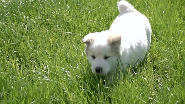 Puppies of the Alabai breed