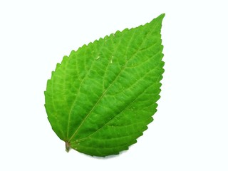 green leaf on white background