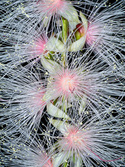 Close up of Baranda angatensis Llanos flower.