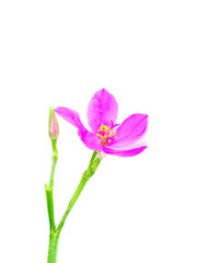 Close up of Talinum paniculatum