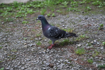 Obraz premium 鳥, ハト, 動物, 自然, ダイビング, 羽, カモメ, 野生生物, くちばし, カモメ, 白, カモ, 羽, ウィルト, 草, 海, 灰色, 緑, 鳥, 孤立した, 水, 羽, 灰色, ガチョウ, 羽