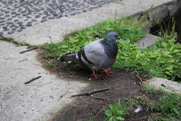 鳥, ハト, 自然, 動物, 野生生物, ダイビング, 鳥, ウィルト, 羽, くちばし, 灰色, 羽, 黒, 白, クロウタドリ, 草, スズメ, 動物, 灰色, 羽, 岩, セキレイ, 公園, シティ, 鳥の