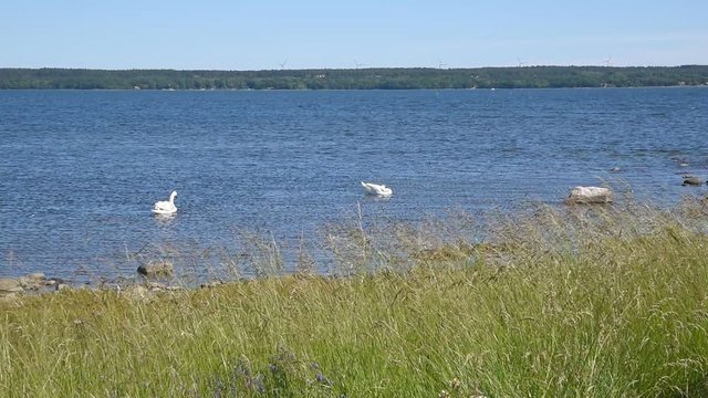 Mute swans (Cygnus olor) swimming in the sea on a windy and sunny day. Location Revsudden outside Kalmar in Sweden.