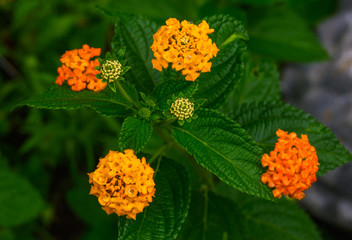 Farbenfrohe Blumen im Garten