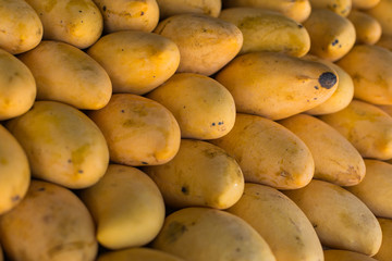 Fresh colorful tropical mangoes on display at outdoor farmers market