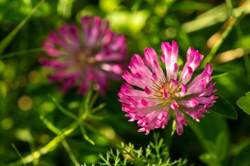 Flowering red clover. Close-up shot