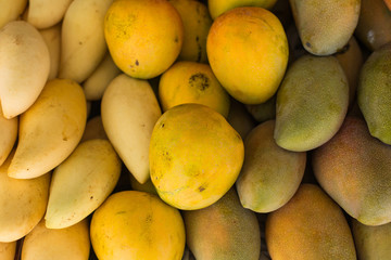 Fresh colorful tropical mangoes on display at outdoor farmers market