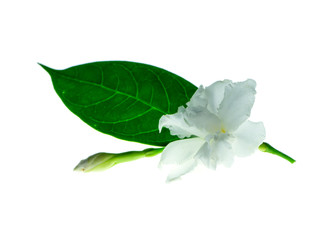 Obraz premium Gardenia Rose flower