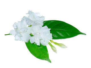Gardenia Rose flower