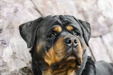 young Rottweiler breed dog close-up portrait of a head