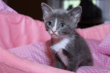 GRAY AND WHITE TABBY KITTEN