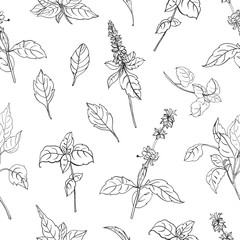 Natural seamless pattern with basil leaves and flowers hand drawn with black contour lines on white background. Backdrop with aromatic herb, plant cultivated for culinary use. Vector illustration.