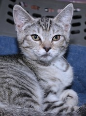 GRAY AND WHITE TABBY KITTEN