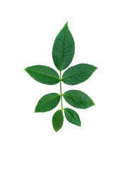 Fototapeta na wymiar Close up green leaf of rose tree.