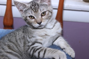 GRAY AND WHITE TABBY KITTEN