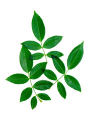 Close up green leaf of rose tree.