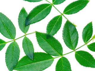 Close up green leaf of rose tree.