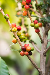 Coffee beans on the tree