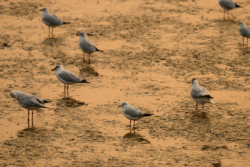 flying seagull with sunset sky backgrounds