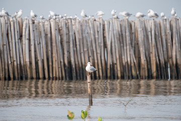 Seagull standing on bamboo pole