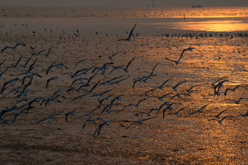 Fototapeta premium flying seagull with sunset sky backgrounds