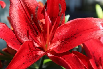 PRETTY RED LILIES