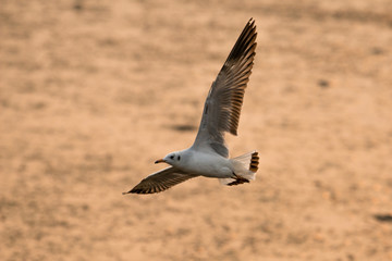 flying seagull with sunset sky backgrounds