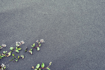 green plant growing on sand