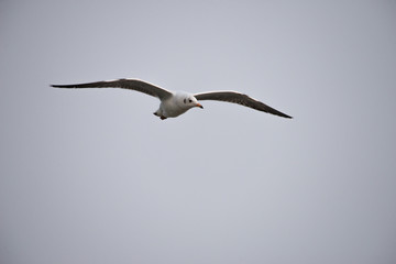 flying seagull with sky backgrounds
