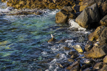 Gaviota en las rocas