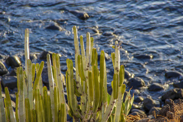cactus y el mar