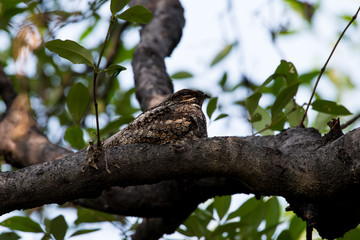 Grey Nightjar sitting on the tree in mangroves forest