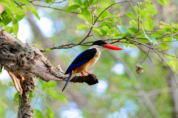 black-capped kingfisher is a tree kingfisher which is widely distributed in tropical Asia from India east to China, Korea and Southeast Asia