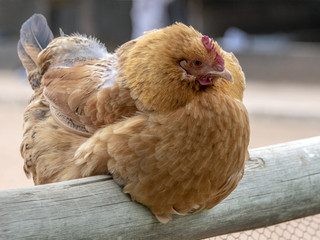 Hen