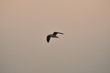 flying seagull with sunset sky backgrounds